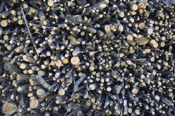 Stacked fruit firewood. Mountain of chopped tree branches.