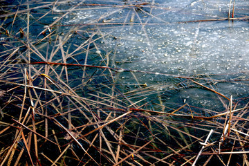 dry grass in frozen water