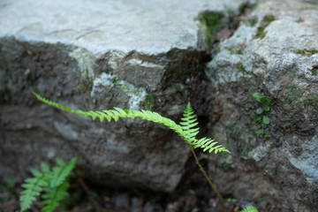 シダ植物