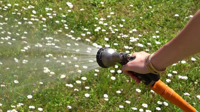 Jeune fille arrosant la pelouse verte et les p&acirc;querettes blanches avec un le jet d'un tuyau d'arrosage