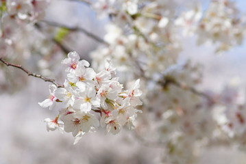 満開のサクラ