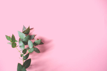 Trendy bouquet of fresh eucalyptus branches on a pink background for a minimalistic eco concept.