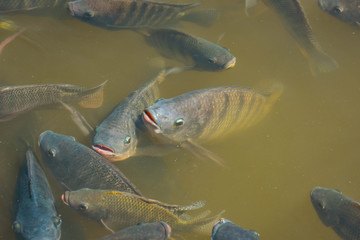 Numerous tilapia groups are gathering near the surface to wait for food and receive oxygen in the...