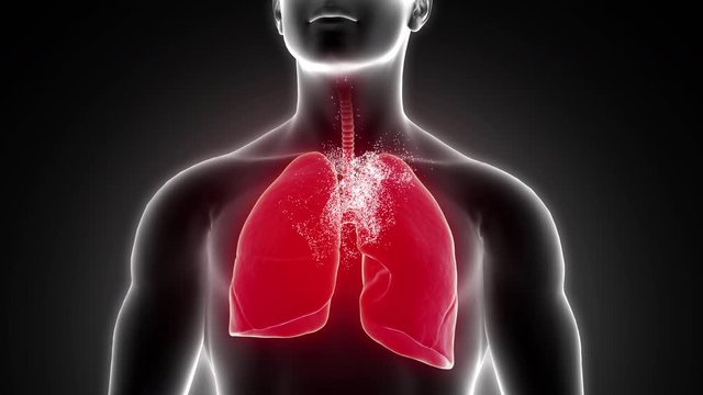 High-quality footage of a human lung has been recovered and turning from red to green. Medical concept for antivirus commercial or an education presentation.
