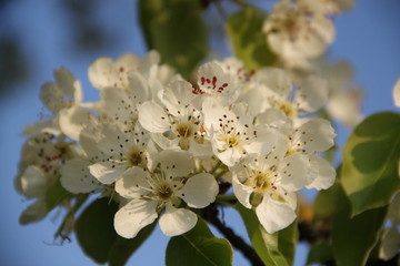 Orchard pear tree white spring blossom