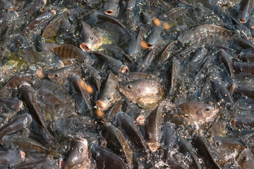 Numerous tilapia groups are gathering near the surface to wait for food and receive oxygen in the morning. Raising freshwater tilapia for trade in the agricultural industry system
