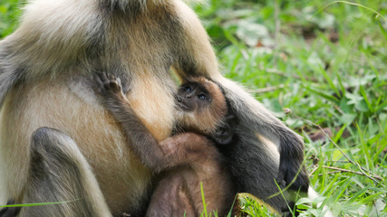 baby monkey with her mother in the forest 