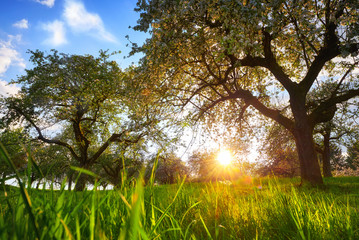 Setting sun framed by two trees on a green meadow with blades of grass in the foreground and blue...