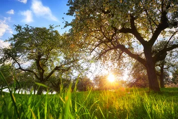 Untergehende Sonne, eingerahmt von zwei Bäumen auf einer grünen Wiese mit Grashalmen im Vordergrund und blauem Himmel © Smileus