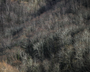 Extensive Forest of  White Trunk Birches