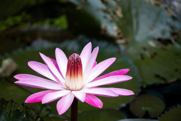 Single pink and white color lotus (water lily) with the green leaf background