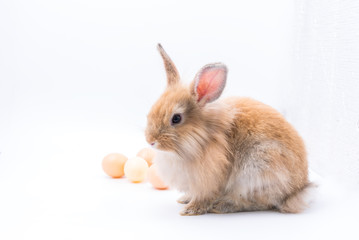Easter bunny rabbit and egg on straw with white background.Easter holiday concept.