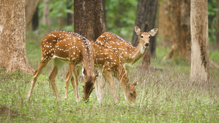 Naklejka na ściany i meble spotted deer in the deep forest of india