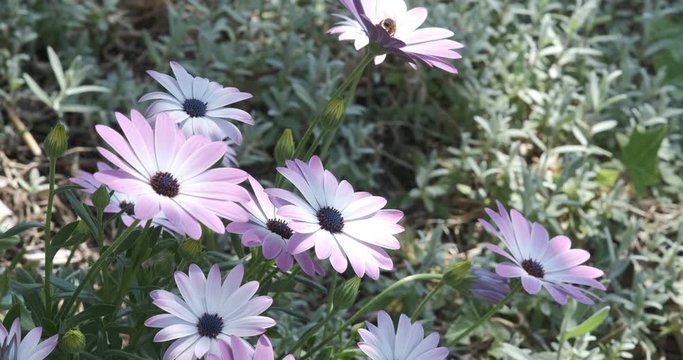 Mediterranean garden with  African daisy flowers (Dimorphotheca pluvialis). Bush of daisies in spring with pink and red flowers.