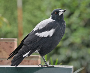 One legged Magpie