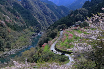 春が来た引地橋公園（高知県　仁淀川町）