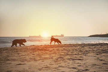 Dogs wandering and sniffing during pandemic coronavirus