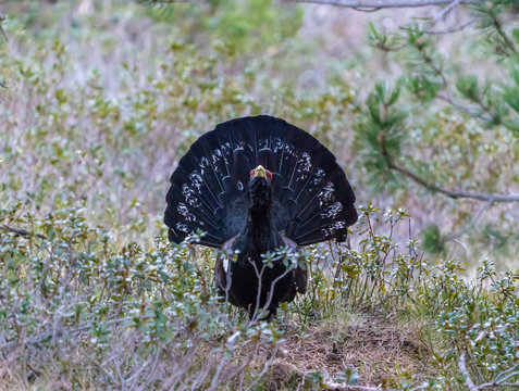 Capercaillie on the lek place