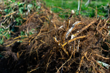 Roots of weeds and plants after clearing a space for a vegetable patch
