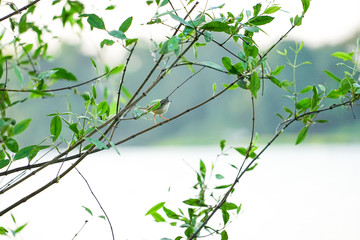 Little bird holding on the branch of tree with clear sky background