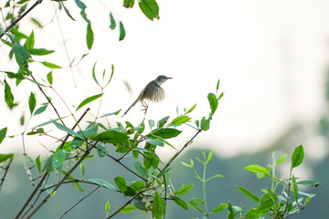 Motion blurred little bird flying from the branchs of tree with clear sky background