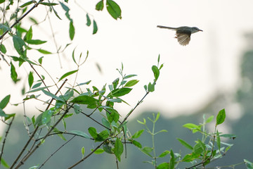 Motion blurred little bird flying from the branchs of tree with clear sky background