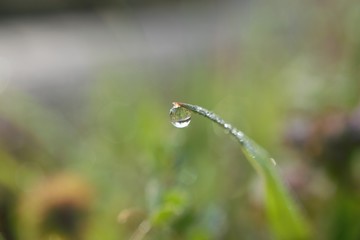 Fototapeta premium morning dew