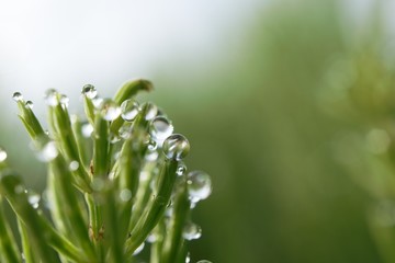 morning dew