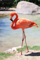 Pink Flamingo Standing at the Zoo