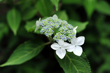 日本の東京都王子の飛鳥山で咲く　ガクアジサイの白い小さな花