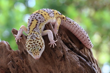 gecko