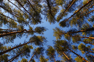 Spring in the forest, Belovezhskaya Pushcha National Park in Belarus and Poland - the oldest forest in Europe. Nature wakes up. Nature improves while people in coronavirus isolation.