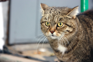 the cat on the porch