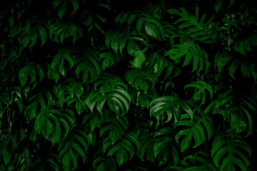 Monstera green leaves or Monstera Deliciosa in dark tones, background or green leafy tropical pine forest patterns for creative design elements. Philodendron monstera textures © eakarat