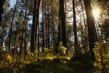 Obraz premium Spring in the forest, Belovezhskaya Pushcha National Park in Belarus and Poland - the oldest forest in Europe. Nature wakes up. Nature improves while people in coronavirus isolation.