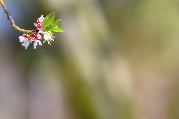 Spring blossoming white pink cherry tree background