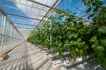 rows of cucumbers in a modern greenhouse, growing vegetables, designs made of glass, shadows on the floor
