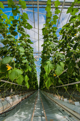 a number of cucumbers in a greenhouse, growing vegetables, harvest