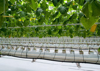 Young cucumber plant with leaves and flowers and buds are growing in greenhouse, watering system...