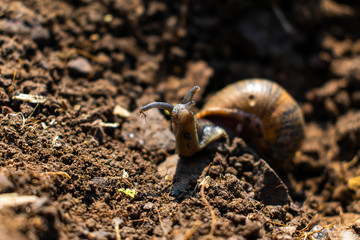 Naklejka na ściany i meble A large garden snail looking up towards the camera with his antenna 