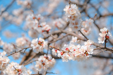 Flowering apricot in the spring. Beautiful spring sunny floral backround, closeup