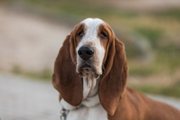 Big ears sad dog basset hound.