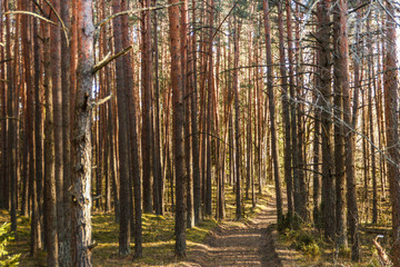 Spring in the forest, Belovezhskaya Pushcha National Park in Belarus and Poland - the oldest forest in Europe. Nature wakes up. Nature improves while people in coronavirus isolation.