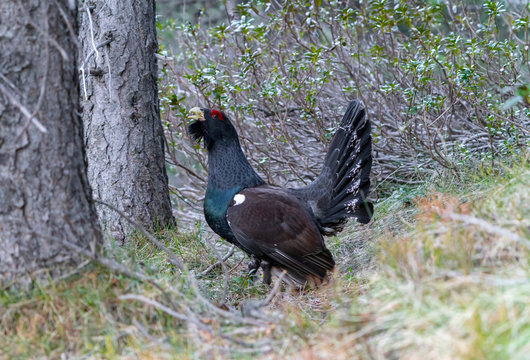 Capercaillie on the lek place