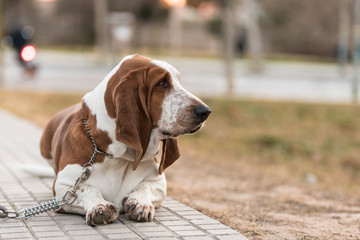 Dog walking tired with walking its owner during pandemic. Confined dog goes out for the first time in May