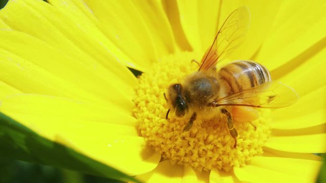 Top view of honey bee feeds on nectar and pollen of yellow flower and flies away
