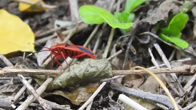 Beetle bugs Pyrrhocoris apterus. Many firebugs on a tree in different stages of development. Close-up photo insect beetles firebug. Beetles with a red spotted back. Negative space. Space for text.
