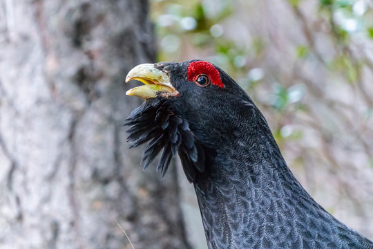 Capercaillie on the lek place