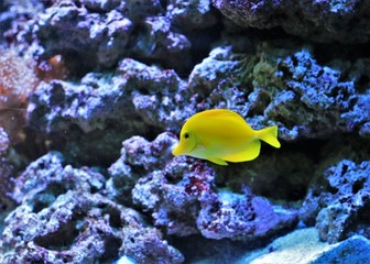Fototapeta na wymiar Yellow tang fish in aquarium 