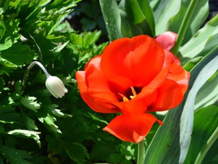 rote Tulpenblüte